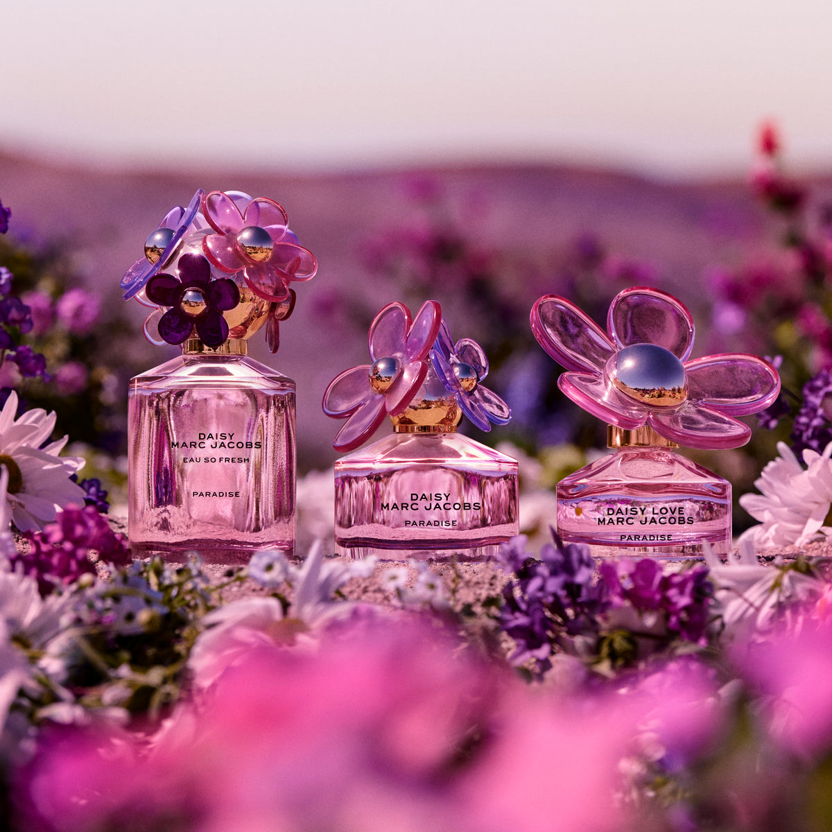 Daisy love limited edition Clearance