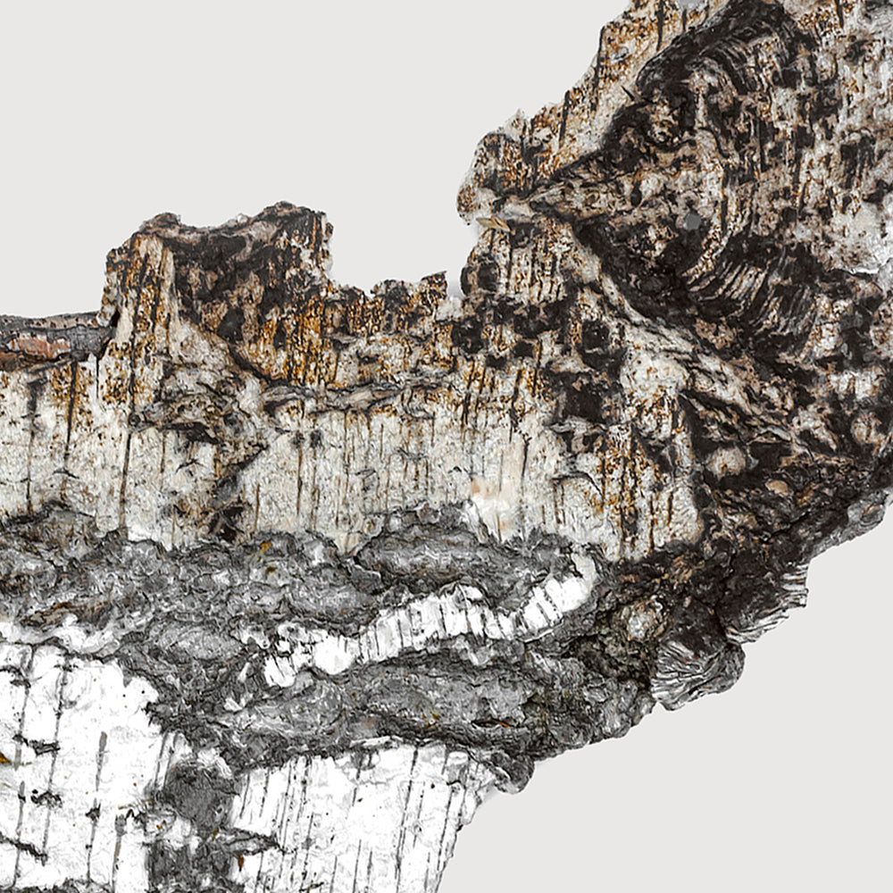 ファルコン レザー エキストレ ド パルファム