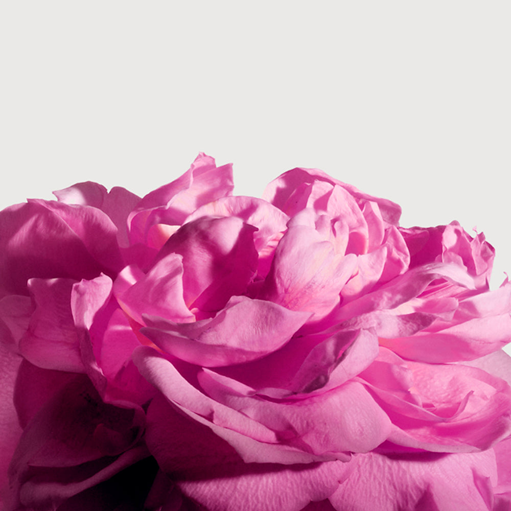 ラディカル ローズ エキストレ ド パルファム