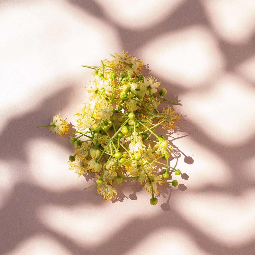 フルール ドゥ ティエル リードディフューザー